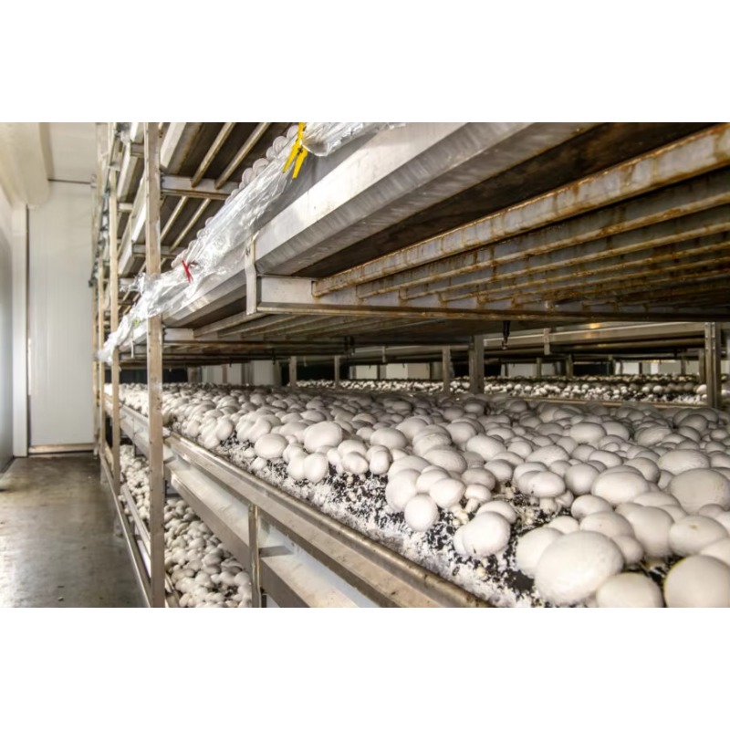 Otomatik Sulama Sistemli Hidro - Urban Farming Project incelemesi ve fiyatı